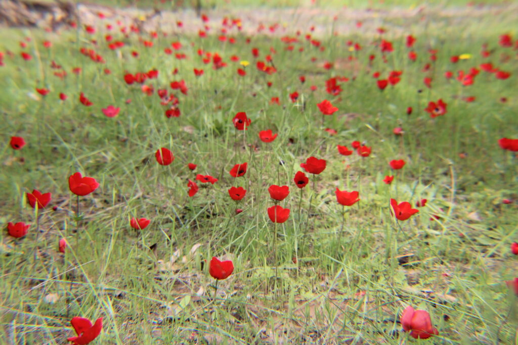 celebrating my baby, baby in heaven, honor your baby, baby loss, red poppy, honoring my baby