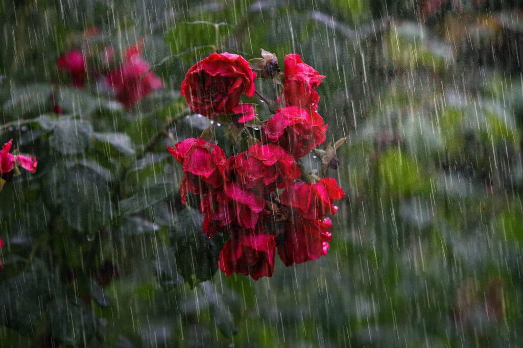 heavy rain, rose, flowers-4864257.jpg