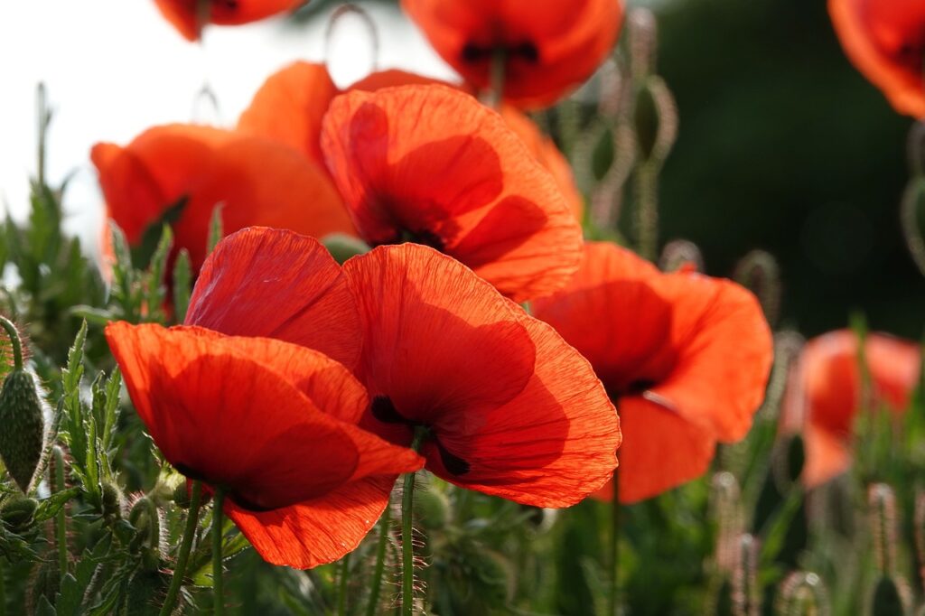 poppy, flowers, plant-6309124.jpg